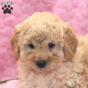 Lulu, Miniature Poodle Mix Puppy
