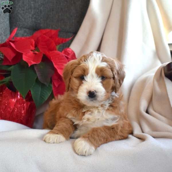 Luna, Mini Bernedoodle Puppy