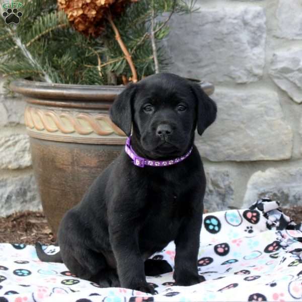Luna, Black Labrador Retriever Puppy