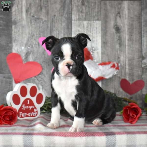 Luna, Boston Terrier Puppy