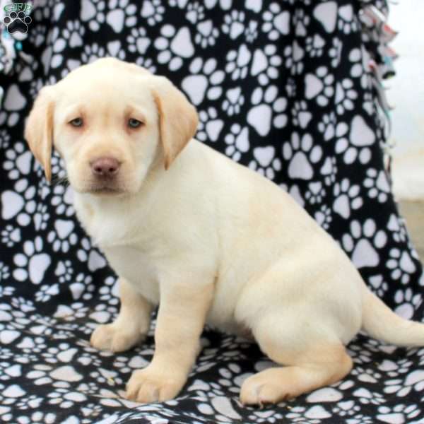 Luna, Yellow Labrador Retriever Puppy