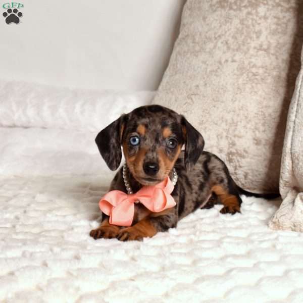 Luna, Dachshund Puppy