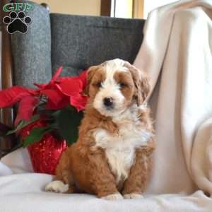 Luna, Mini Bernedoodle Puppy