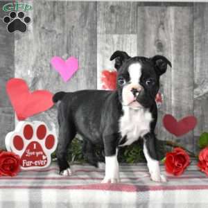 Luna, Boston Terrier Puppy