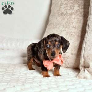 Luna, Dachshund Puppy