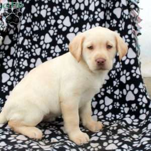 Luna, Yellow Labrador Retriever Puppy