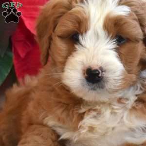 Luna, Mini Bernedoodle Puppy