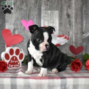 Luna, Boston Terrier Puppy