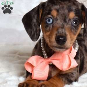 Luna, Dachshund Puppy