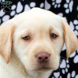 Luna, Yellow Labrador Retriever Puppy