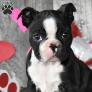 Luna, Boston Terrier Puppy
