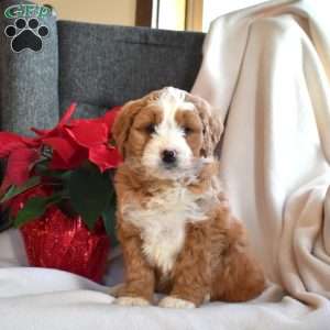 Luna, Mini Bernedoodle Puppy