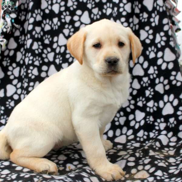 Lydia, Yellow Labrador Retriever Puppy