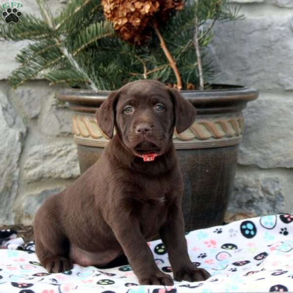 Lydia, Chocolate Labrador Retriever Puppy