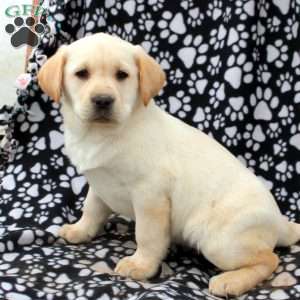 Lydia, Yellow Labrador Retriever Puppy