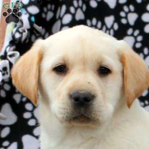 Lydia, Yellow Labrador Retriever Puppy