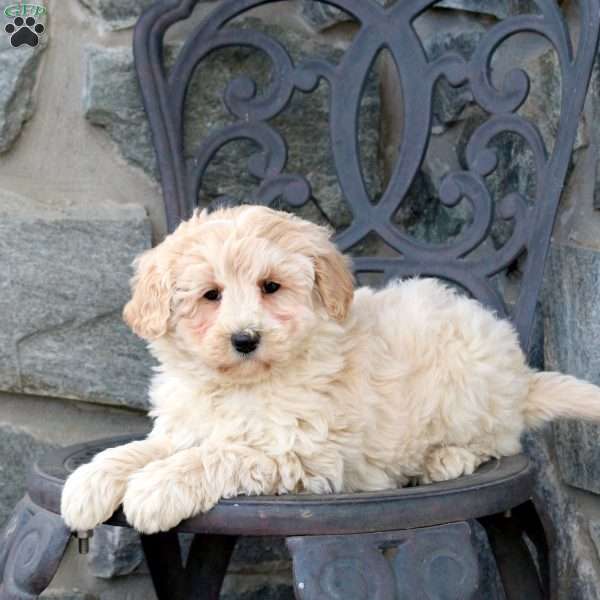 Mable, Mini Goldendoodle Puppy