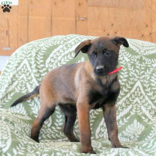 Mable, Belgian Malinois Puppy