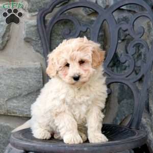 Mable, Mini Goldendoodle Puppy
