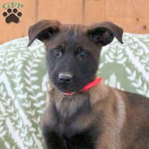 Mable, Belgian Malinois Puppy