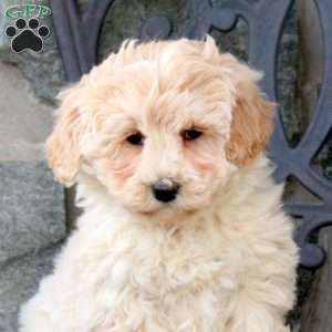 Mable, Mini Goldendoodle Puppy