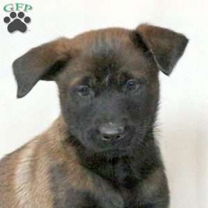 Mable, Belgian Malinois Puppy