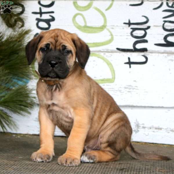 Macho, English Mastiff Puppy