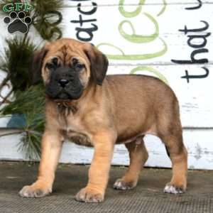 Macho, English Mastiff Puppy