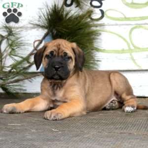 Macho, English Mastiff Puppy
