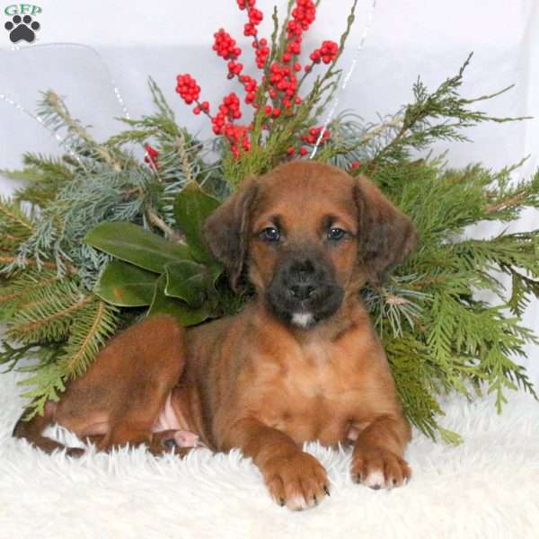 Mack, Boxer Mix Puppy