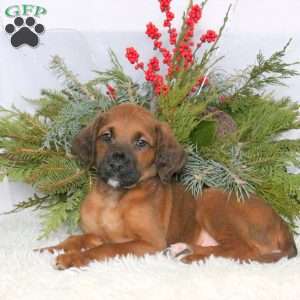 Mack, Boxer Mix Puppy