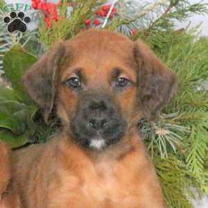 Mack, Boxer Mix Puppy