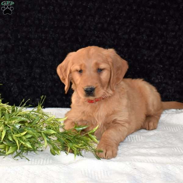 Macy, Golden Retriever Puppy
