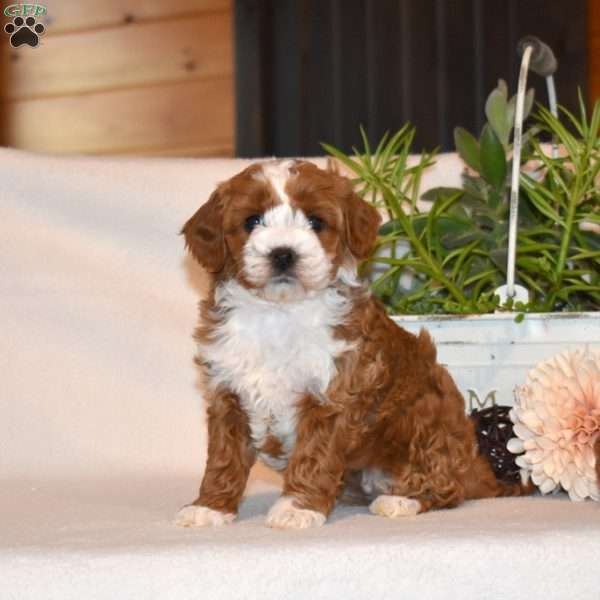 Macy, Mini Goldendoodle Puppy