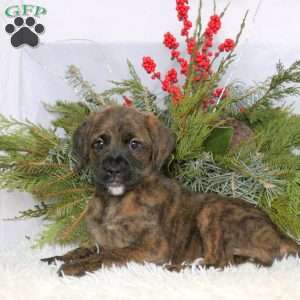 Macy, Boxer Mix Puppy