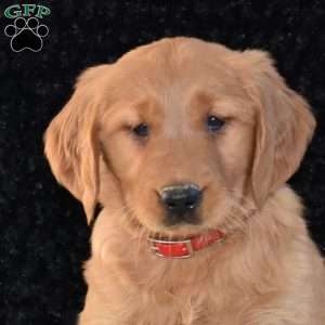 Macy, Golden Retriever Puppy
