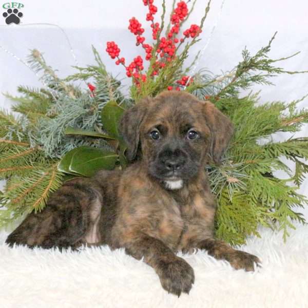 Macy, Boxer Mix Puppy