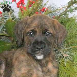 Macy, Boxer Mix Puppy