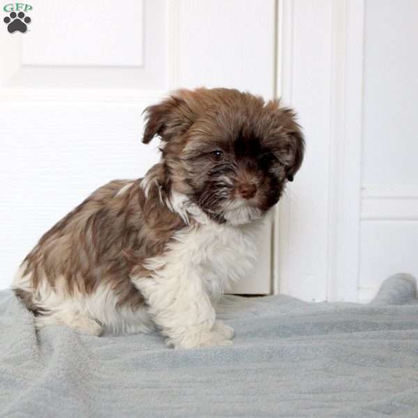 Madeline, Havanese Puppy