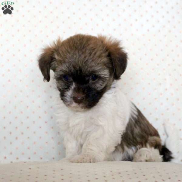 Madeline, Havanese Puppy