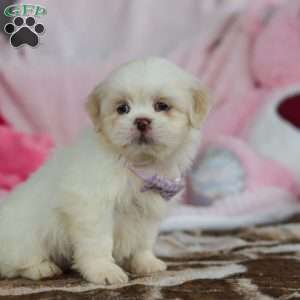 Maggie, Lhasa Apso Puppy
