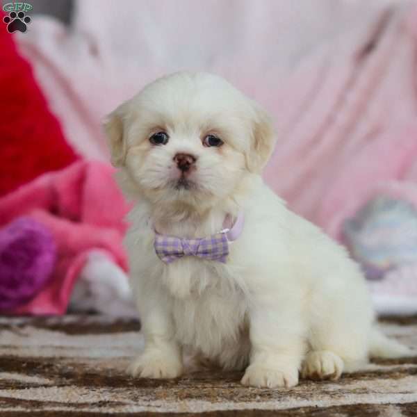 Maggie, Lhasa Apso Puppy