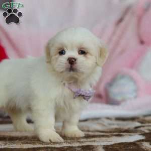 Maggie, Lhasa Apso Puppy