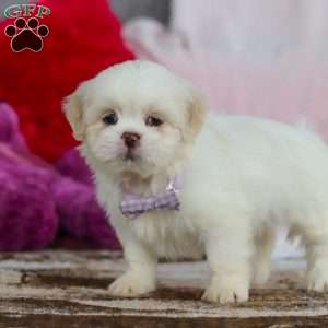 Maggie, Lhasa Apso Puppy