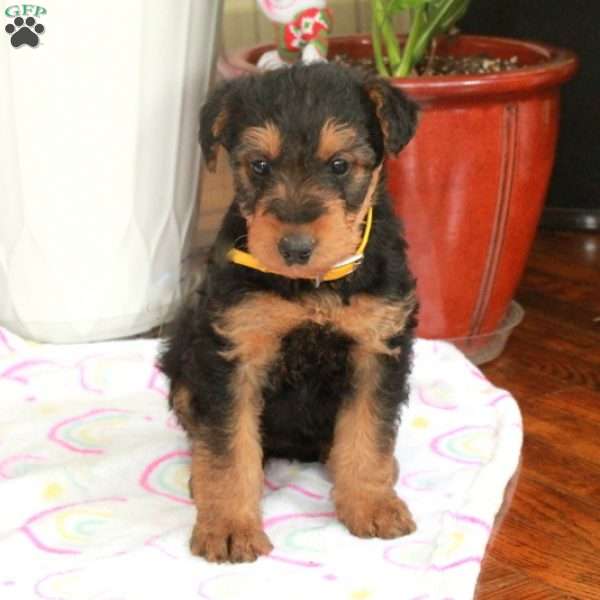 Maggie, Airedale Terrier Puppy
