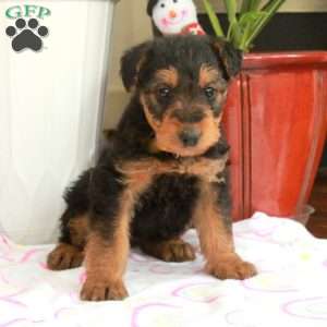 Maggie, Airedale Terrier Puppy