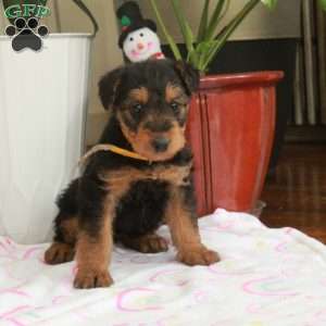 Maggie, Airedale Terrier Puppy
