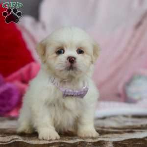 Maggie, Lhasa Apso Puppy
