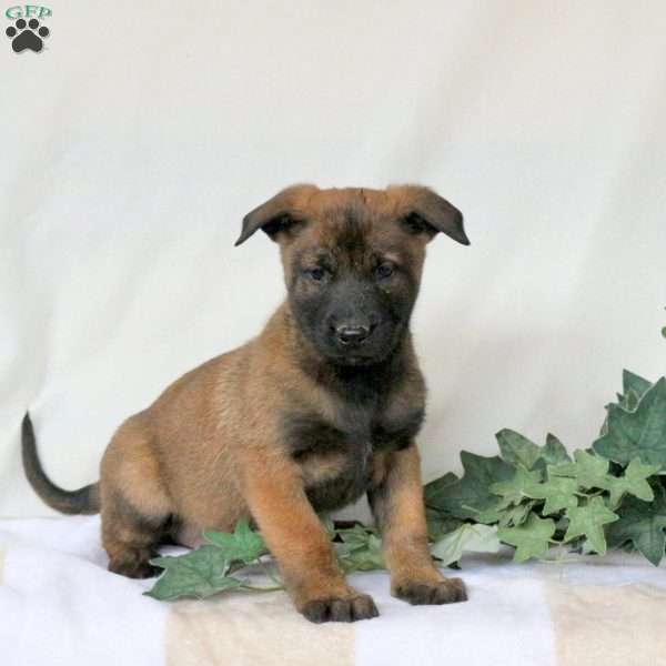 Magic, Belgian Malinois Puppy