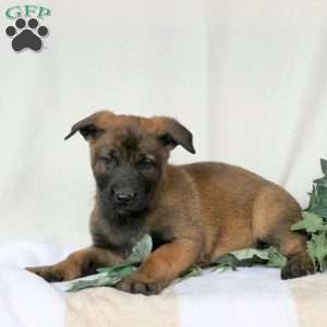 Magic, Belgian Malinois Puppy